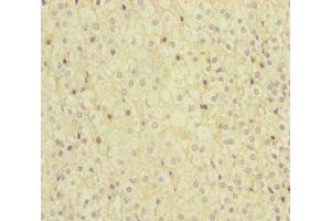 Immunohistochemistry of paraffin-embedded human adrenal gland tissue using ABIN7159656 at dilution of 1:100