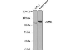 Western blot analysis of extracts of various cell lines, using DNM1L antibody. (Dynamin 1-Like Antikörper)