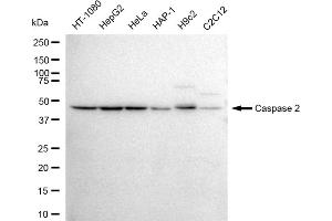 anti-Caspase 2, Apoptosis-Related Cysteine Peptidase (CASP2) antibody