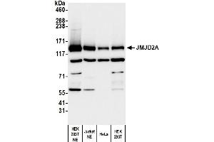 Western Blotting (WB) image for anti-Lysine (K)-Specific Demethylase 4A (KDM4A) (C-Term) antibody (ABIN7450380)
