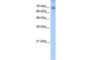 LNX1 antibody used at 1. (LNX1 Antikörper  (C-Term))