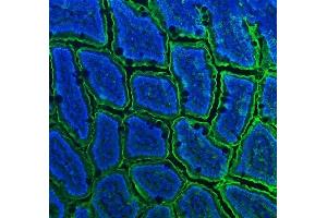 IF analysis of CD13/Anpep using anti-CD13/Anpep antibody (ABIN7602222). (CD13 Antikörper  (AA 642-965))