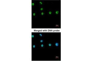 ICC/IF Image Immunofluorescence analysis of paraformaldehyde-fixed HeLa, using COUP TF1 , antibody at 1:200 dilution. (NR2F1 Antikörper  (N-Term))