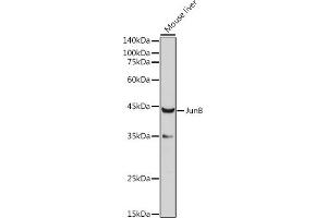 Western blot analysis of extracts of Mouse liver, using JunB antibody (ABIN6130512, ABIN6142672, ABIN6142673 and ABIN6220904) at 1:1000 dilution. (JunB Antikörper  (AA 1-240))