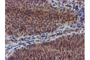 Image no. 5 for anti-Coiled-Coil-Helix-Coiled-Coil-Helix Domain Containing 5 (CHCHD5) (AA 1-110) antibody (ABIN1490561) (CHCHD5 Antikörper  (AA 1-110))