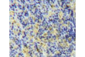 Used in DAB staining on fromalin fixed paraffin-embedded spleen tissue (LY75/DEC-205 Antikörper  (AA 216-503))