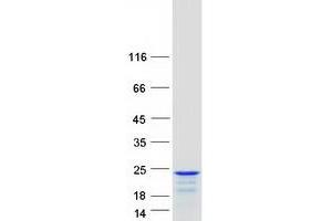 Validation with Western Blot
