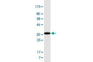 Western Blotting (WB) image for anti-ADAM Metallopeptidase with Thrombospondin Type 1 Motif, 3 (ADAMTS3) (AA 1048-1128) antibody (ABIN1327308)