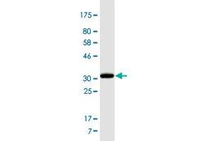 Western Blot detection against Immunogen (34. (ADAMTS3 Antikörper  (AA 1048-1128))