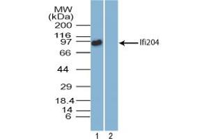 Image no. 2 for anti-Interferon Activated Gene 204 (Ifi204) (AA 70-120) antibody (ABIN960220) (Ifi204 Antikörper  (AA 70-120))