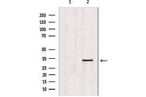 Western blot analysis of extracts from mouse brain, using OVOL1 Antibody. (OVOL1 Antikörper  (N-Term))