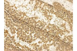 SERC1 Mouse Monoclonal Antibody at 1/100 staining mouse testis tissue by IHC-P. (SERINC1 Antikörper  (C-Term))