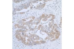 Immunohistochemistry (IHC) image for anti-Cystathionine-beta-Synthase (CBS) (AA 1-50) antibody (ABIN7453425) (CBS Antikörper  (AA 1-50))