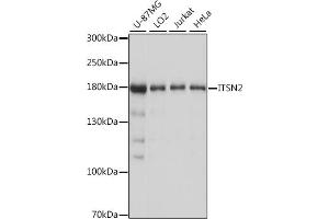 Western blot analysis of extracts of various cell lines, using ITSN2 antibody (ABIN7268015) at 1:1000 dilution. (Intersectin 2 Antikörper  (AA 500-620))