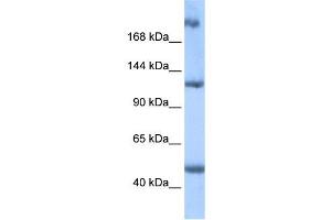 WB Suggested Anti-APC2 Antibody Titration:  0.
