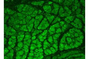 Immunohistochemistry analysis using Mouse Anti-CaMKII Monoclonal Antibody, Clone 22B1 . (CAMKII gamma Antikörper  (Atto 488))