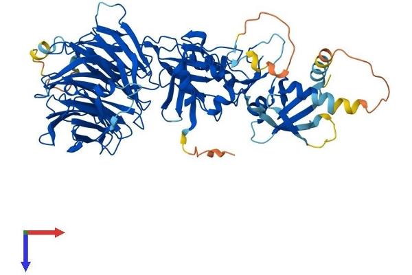 WDR48 Protein (AA 1-677) (His tag)