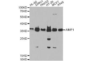 Western blot analysis of extracts of various cell lines, using AIMP1 Antibody. (AIMP1 Antikörper)