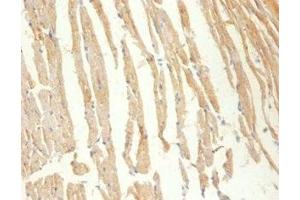 Immunohistochemistry of paraffin-embedded Mouse heart tissue using ABIN7148662 at dilution of 1:100 (CKM Antikörper  (AA 1-379))