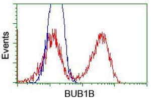 Image no. 4 for anti-Budding Uninhibited By Benzimidazoles 1 Homolog beta (Yeast) (BUB1B) antibody (ABIN1496996) (BUB1B Antikörper)