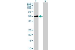 Western Blot analysis of UGT2A3 expression in transfected 293T cell line by UGT2A3 MaxPab polyclonal antibody.