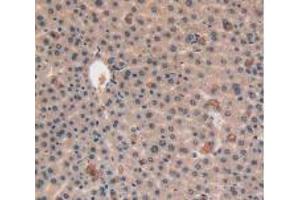 IHC-P analysis of Mouse Liver Tissue, with DAB staining. (VEGFC Antikörper  (AA 108-223))