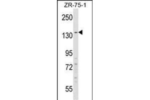 Western Blotting (WB) image for anti-Regulatory Factor X, 1 (Influences HLA Class II Expression) (RFX1) (AA 896-925), (C-Term) antibody (ABIN1537643)