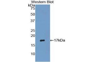 Western Blotting (WB) image for anti-Eosinophil Cationic Protein (ECP) (AA 34-150) antibody (ABIN1860455) (RNASE3 Antikörper  (AA 34-150))