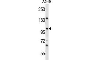 Western Blotting (WB) image for anti-Unc-45 Homolog A (UNC45A) antibody (ABIN2996976) (UNC45A Antikörper)