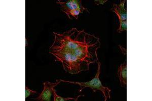 Immunofluorescence analysis of Hela cells using LHX2 mouse mAb (green). (LHX2 Antikörper)