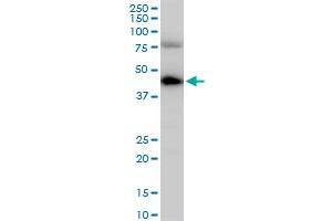 COPS3 polyclonal antibody (A01), Lot # 060113JC01. (COPS3 Antikörper  (AA 324-422))