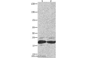 Western blot analysis of Mouse spleen tissue and RAW264. (FADD Antikörper)