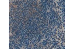 IHC-P analysis of Mouse Tissue, with DAB staining. (TRPV2 Antikörper  (AA 1-264))