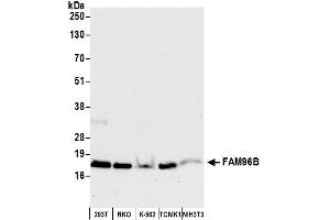 anti-Family with Sequence Similarity 96, Member B (FAM96B) (AA 1-50) antibody