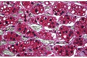 Human Adrenal: Formalin-Fixed, Paraffin-Embedded (FFPE) (Prosaposin Antikörper  (AA 18-525))