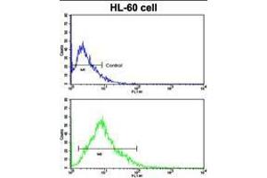 Flow cytometric analysis of HL-60 cells using HLA-DRA Antibody (C-term) (bottom histogram) compared to a negative control cell (top histogram). (HLA-DRA Antikörper  (C-Term))