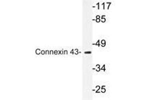 Western blot analyzes of Connexin 43 antibody in extracts from mouse heart cells. (Connexin 43/GJA1 Antikörper)