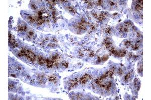 Image no. 7 for anti-Sialidase 1 (Lysosomal Sialidase) (NEU1) (AA 48-315) antibody (ABIN1491548)