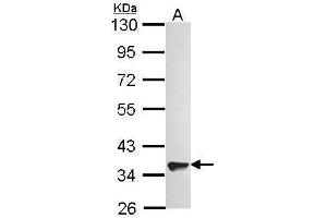 WB Image Sample (30 ug of whole cell lysate) A: A549 10% SDS PAGE antibody diluted at 1:1000 (GPR82 Antikörper)
