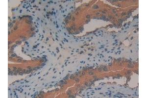 Detection of ANXA2 in Mouse Vas Deferens Tissue using Polyclonal Antibody to Annexin A2 (ANXA2) (Annexin A2 Antikörper  (AA 1-339))