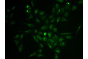 Immunofluorescence analysis of HeLa cell using SELPLG antibody. (SELPLG Antikörper  (AA 40-280))