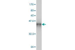 Western Blotting (WB) image for anti-Splicing Factor 1 (SF1) (AA 1-110) antibody (ABIN563411)
