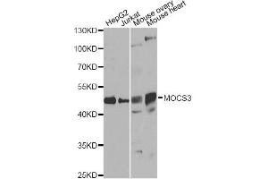 Western blot analysis of extracts of various cell lines, using MOCS3 antibody. (MOCS3 Antikörper)