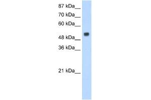WB Suggested Anti-DRB1 Antibody Titration:  1.