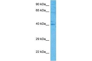 Host:  Mouse  Target Name:  FOSB  Sample Tissue:  Mouse Pancreas  Antibody Dilution:  1ug/ml (FOSB Antikörper  (C-Term))