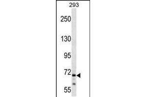 Western blot analysis in 293 cell line lysates (35ug/lane). (CEP72 Antikörper  (AA 231-259))
