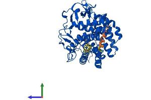 Protein Structure (PS) image for Renin Binding Protein (RENBP) (AA 1-427) protein (His tag) (ABIN7551373)
