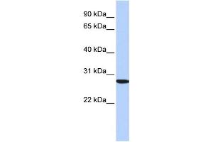 WB Suggested Anti-SP2 Antibody Titration: 0. (Sp2 Antikörper  (N-Term))