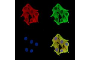ABIN7096274 and ABIN7100336 staining Hela cells by IF/ICC.