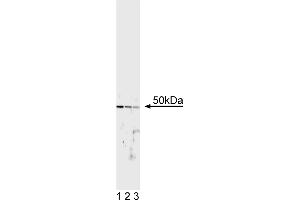 Western Blotting (WB) image for anti-Transcription Factor E3 (TFE3) antibody (ABIN967449)